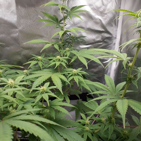 Bubblegum Kush growlog timeline photo
