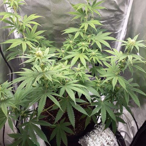 Bubblegum Kush growlog timeline photo