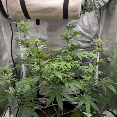 Bubblegum Kush growlog timeline photo