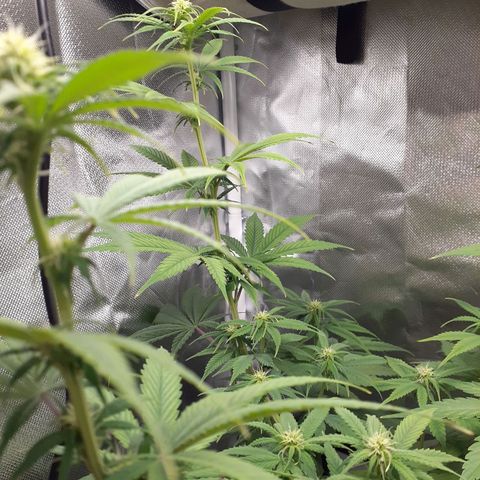 Bubblegum Kush growlog timeline photo