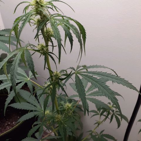 White Widow growlog timeline photo