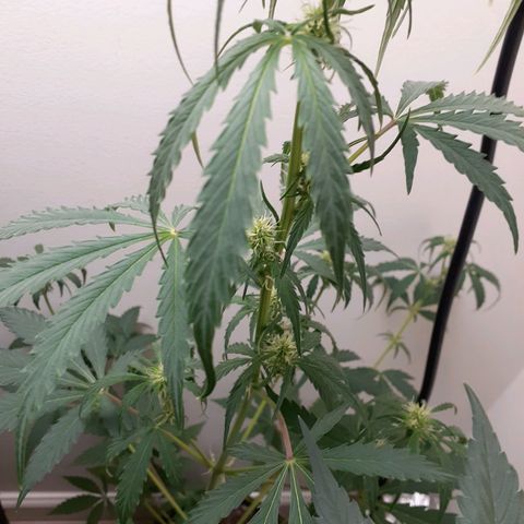 White Widow growlog timeline photo