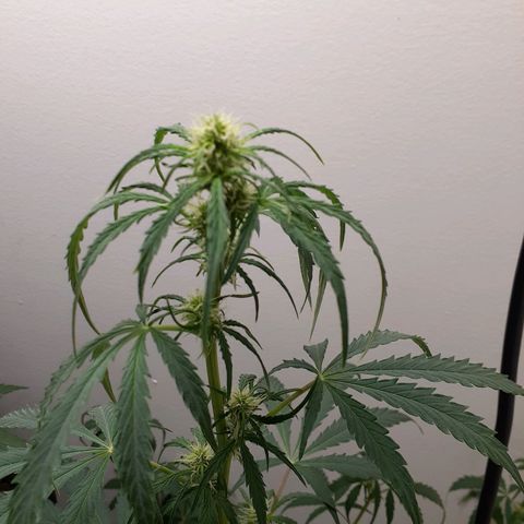 White Widow growlog timeline photo