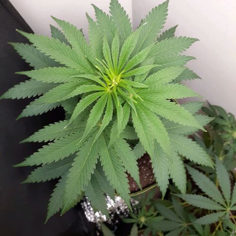 White Widow growlog timeline photo