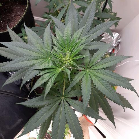 White Widow growlog timeline photo