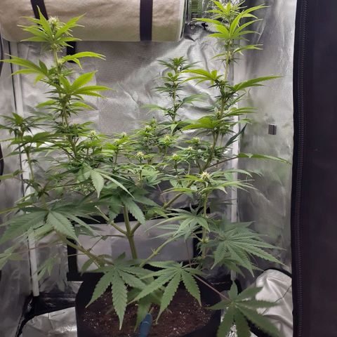 Bubblegum Kush growlog timeline photo