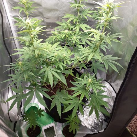 Bubblegum Kush growlog timeline photo