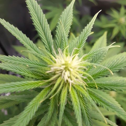 Bubblegum Kush growlog timeline photo