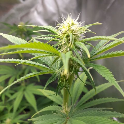 Bubblegum Kush growlog timeline photo