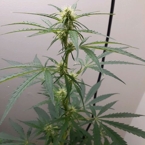 White Widow growlog timeline photo