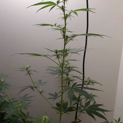 White Widow growlog timeline photo