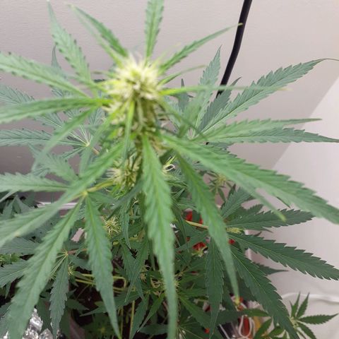 White Widow growlog timeline photo