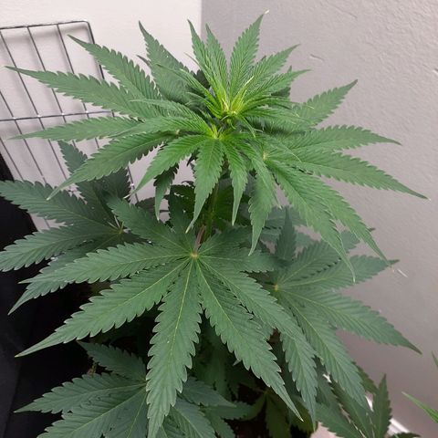 White Widow growlog timeline photo