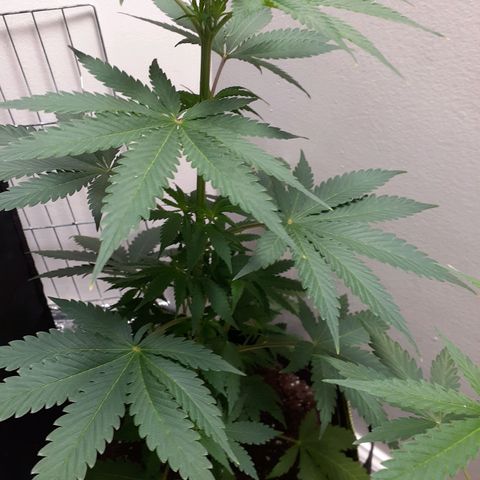 White Widow growlog timeline photo