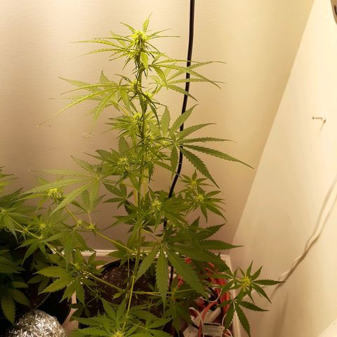 White Widow growlog timeline photo
