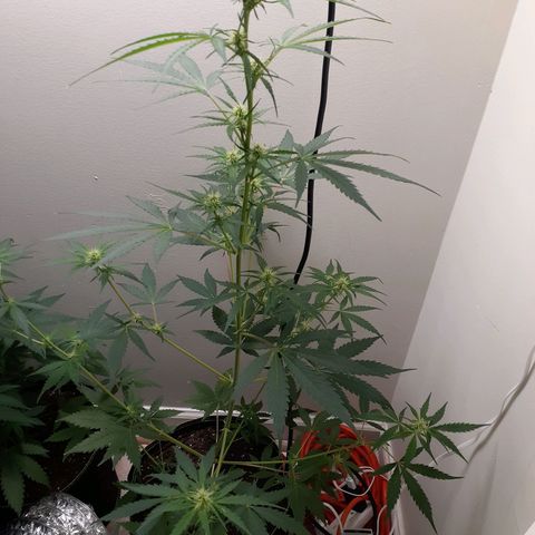 White Widow growlog timeline photo