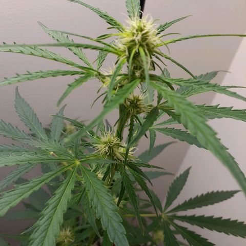 White Widow growlog timeline photo