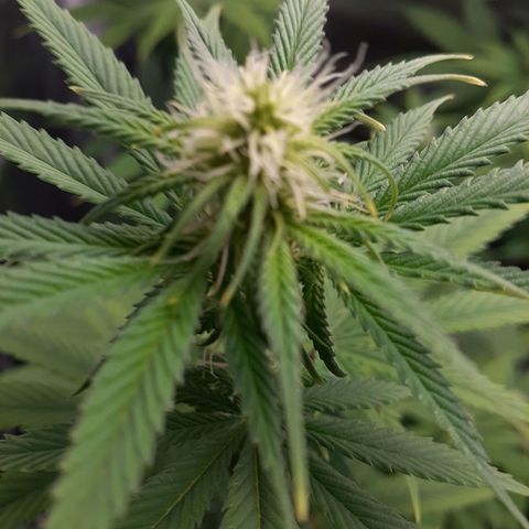 Bubblegum Kush growlog timeline photo