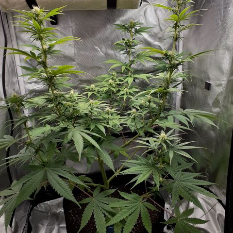 Bubblegum Kush growlog timeline photo