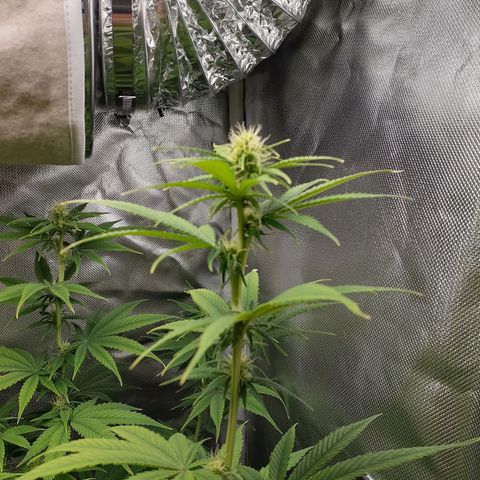 Bubblegum Kush growlog timeline photo