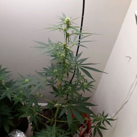 White Widow growlog timeline photo