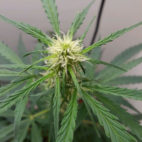 White Widow growlog timeline photo