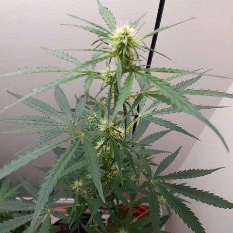 White Widow growlog timeline photo