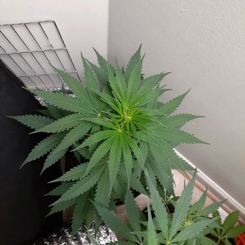 White Widow growlog timeline photo