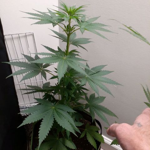 White Widow growlog timeline photo
