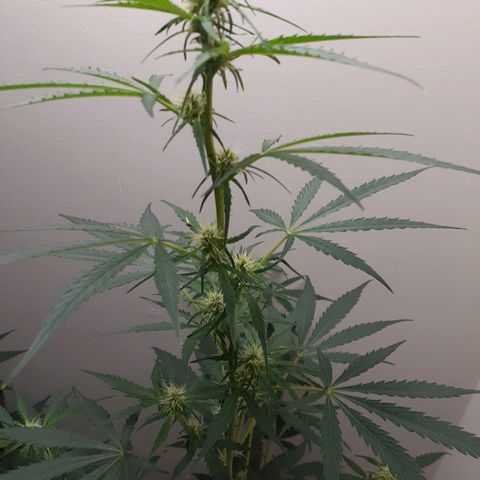 White Widow growlog timeline photo