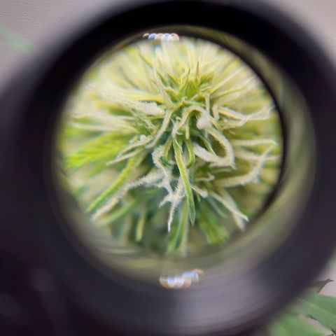 White Widow growlog timeline photo