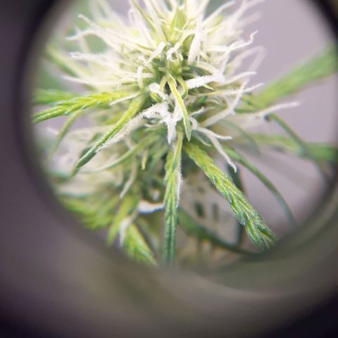 White Widow growlog timeline photo
