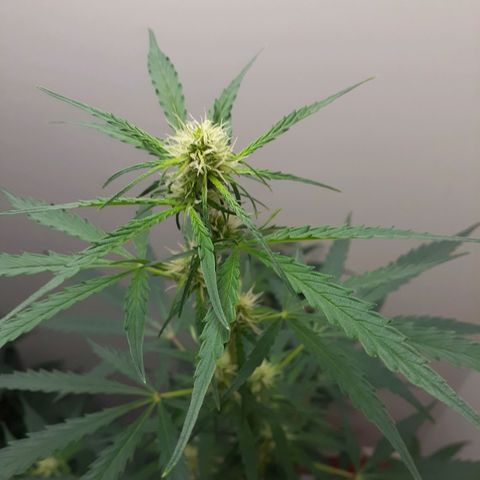 White Widow growlog timeline photo