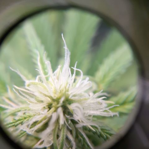 Bubblegum Kush growlog timeline photo