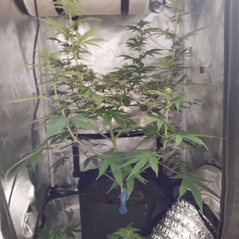 Bubblegum Kush growlog timeline photo