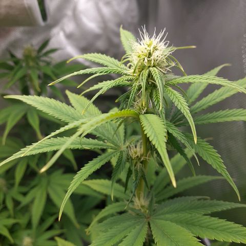 Bubblegum Kush growlog timeline photo