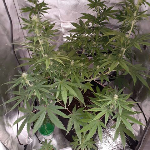 Bubblegum Kush growlog timeline photo