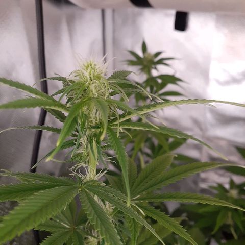Bubblegum Kush growlog timeline photo