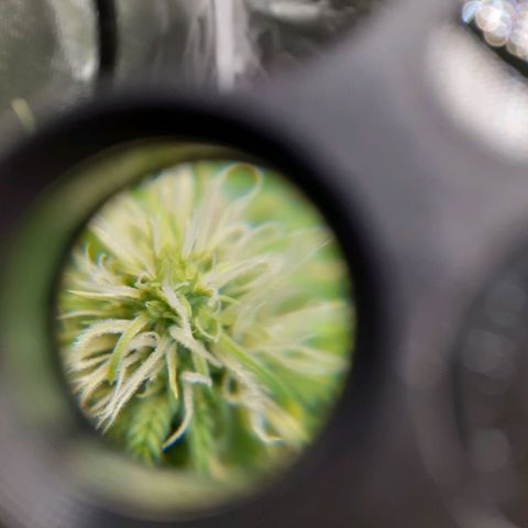 Bubblegum Kush growlog timeline photo