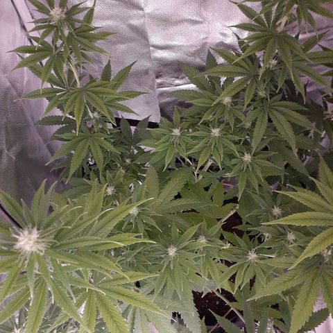 Bubblegum Kush growlog timeline photo