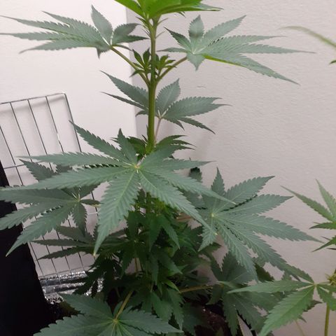 White Widow growlog timeline photo