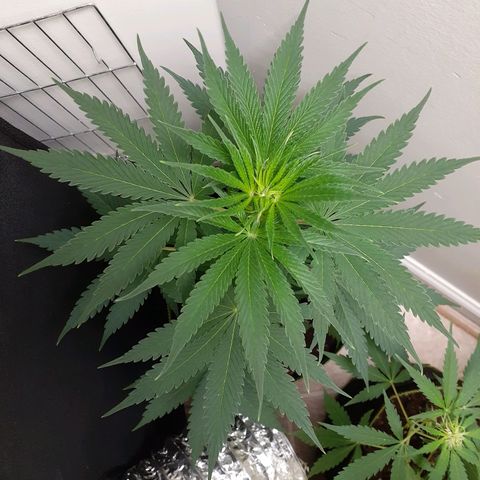 White Widow growlog timeline photo