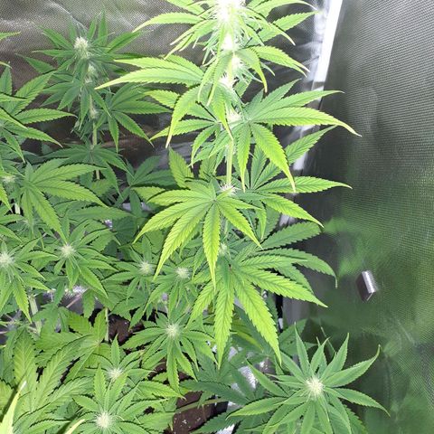 Bubblegum Kush growlog timeline photo
