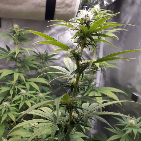 Bubblegum Kush growlog timeline photo