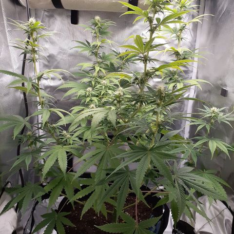 Bubblegum Kush growlog timeline photo