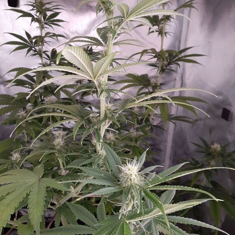 Bubblegum Kush growlog timeline photo