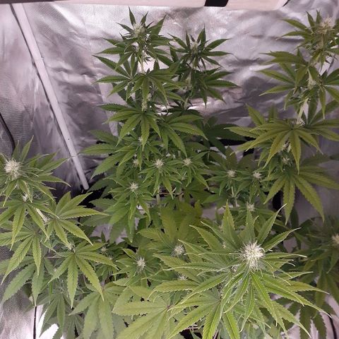 Bubblegum Kush growlog timeline photo