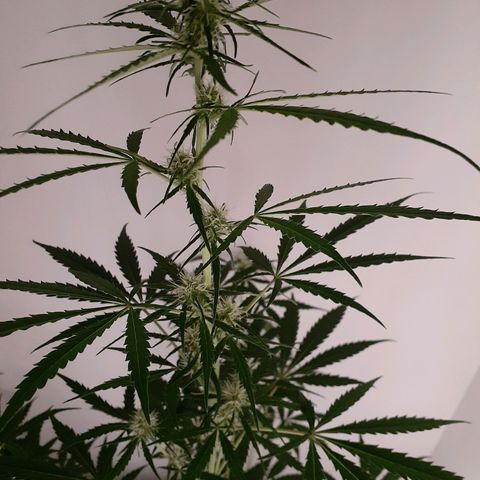 White Widow growlog timeline photo