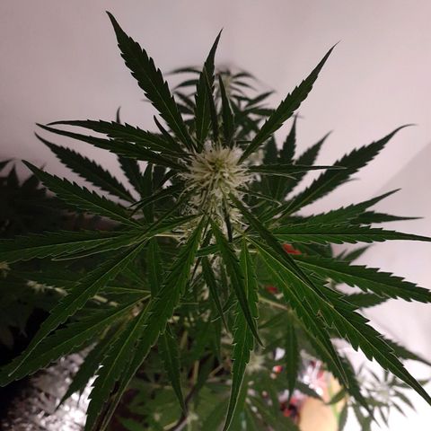 White Widow growlog timeline photo