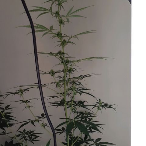 White Widow growlog timeline photo
